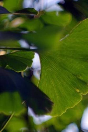 Leaves From a Japanese Ginkgo Biloba Tree Journal