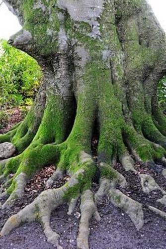 View of an Ancient Tree's Roots in Great Britain Journal