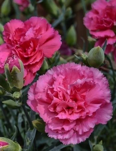 Carnation Gardening Journal