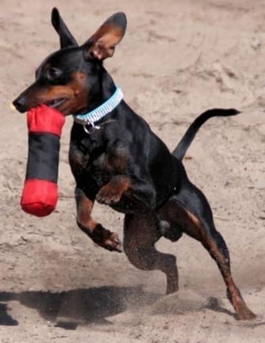Miniature Pinscher Dog Training Journal