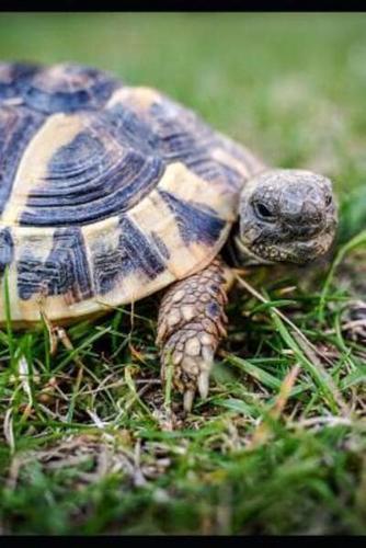 Curious Greek Tortoise in the Grass Journal