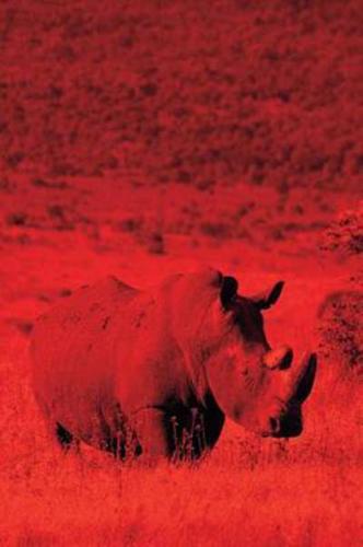 Alive! white rhino - Red duotone - Photo Art Notebooks (6 x 9 series)