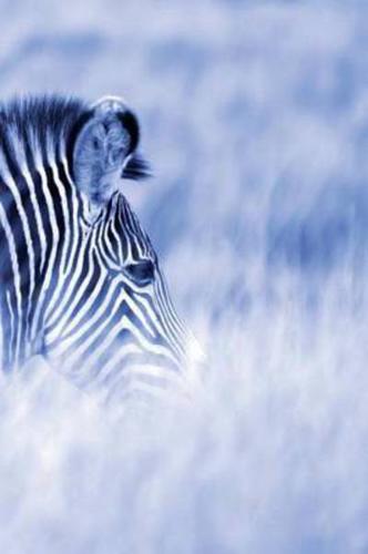 Alive! zebra stripes - Blue duotone - Photo Art Notebooks (6 x 9 series)