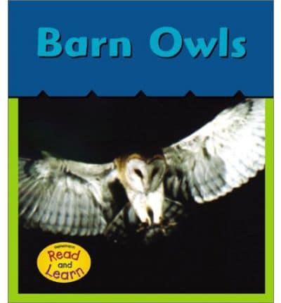 Barn Owls