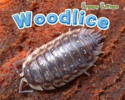 Woodlice