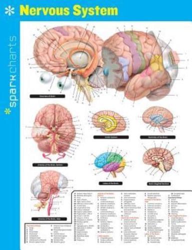 Nervous System Sparkcharts