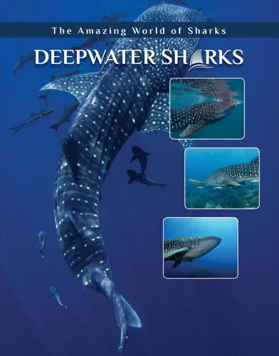 Deepwater Sharks