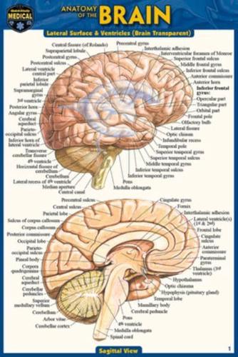 Anatomy of the Brain (Pocket-Sized Edition - 4X6 Inches)