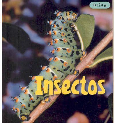 Insectos/ Insects