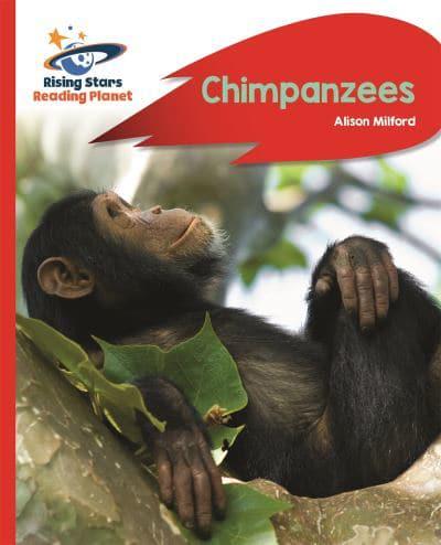 Chimpanzees