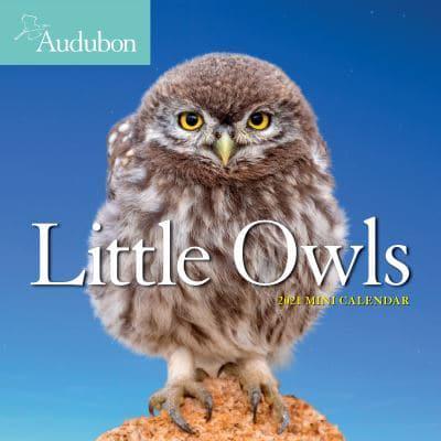 Audubon Little Owls Mini Wall Calendar 2021