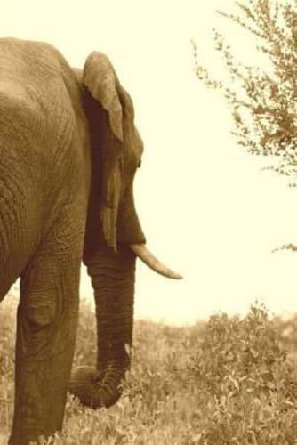 Mindblowing Elephant Journal 21