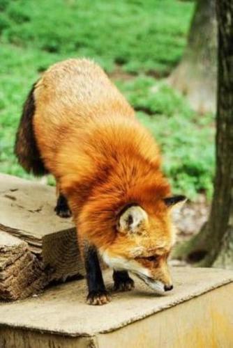 Mindblowing Cut Animal Fox Journal 3