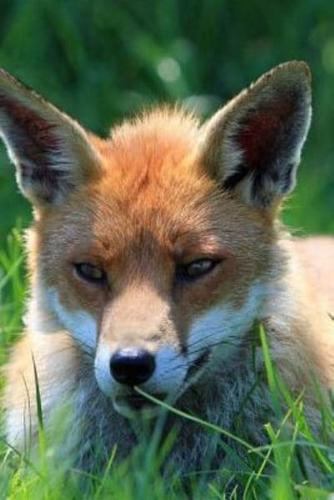 Mindblowing Cut Animal Fox Journal 7