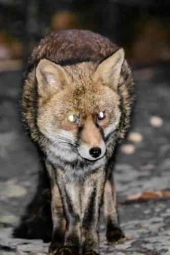 Mindblowing Cut Animal Fox Journal 14