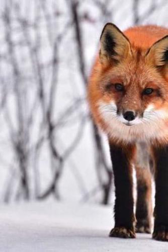 Mindblowing Cut Animal Fox Journal 16