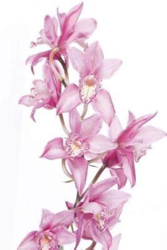 Mindblowing Orchid Journal 6