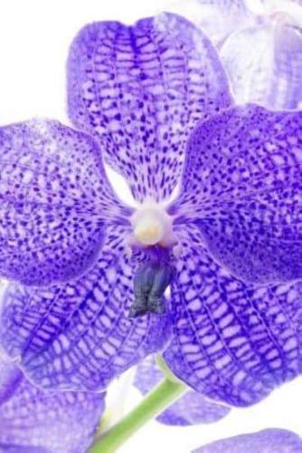 Mindblowing Orchid Journal 7
