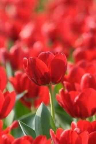 Mindblowing Tulip Journal 1