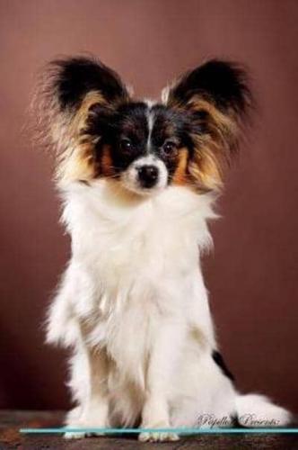 Papillon Affirmations Workbook Papillon Presents