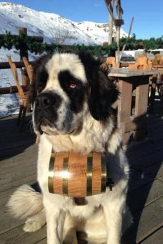 The St. Bernard Dog Journal