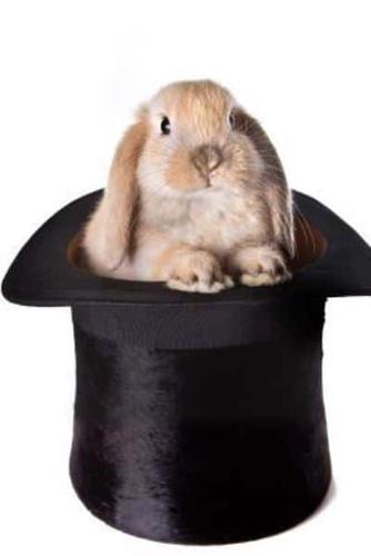 Mindblowing Rabbit in Magic Trick Hat Journal