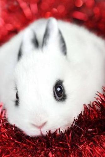 Mindblowing Cute White Rabbit Journal