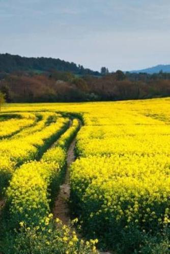 Mindblowing Yellow Rapeseed Field Journal