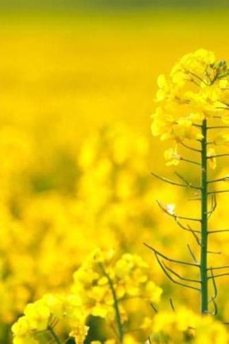 Mindblowing Yellow Rapeseed Flower Journal