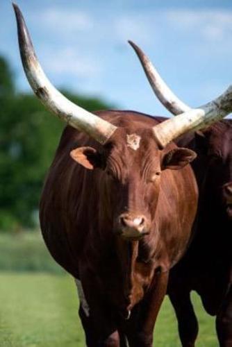 African Ankole Watusi Cow Journal