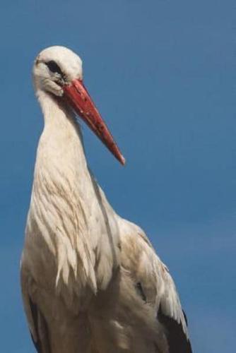 White Stork Portrait Journal