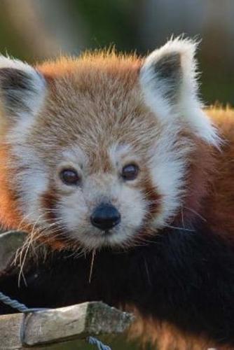 Mind Blowing Cute Attentive Red Panda 150 Page Lined Journal