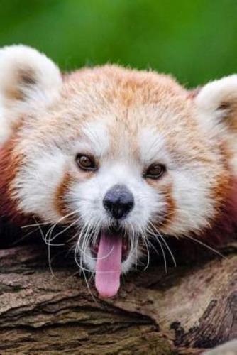 Mind Blowing Cute Little Red Panda Yawning 150 Page Lined Journal