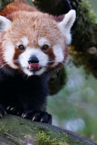 Mind Blowing Cute Red Panda Licking Its Nose 150 Page Lined Journal