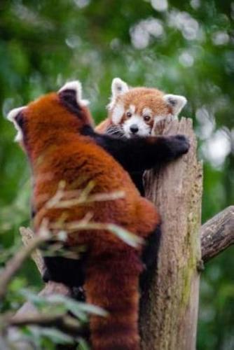 Mind Blowing Cute Red Panda Playing With Friend 150 Page Lined Journal