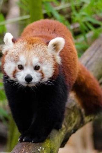 Mind Blowing Cute Red Panda Walking Along Tree Branch 150 Page Lined Journal