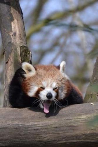 Mind Blowing Cute Tired Red Panda 150 Page Lined Journal