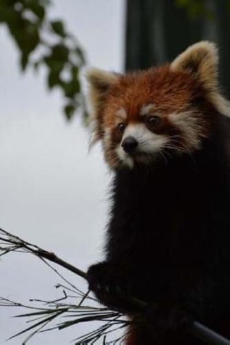 Mind Blowing Cute Tired Red Panda from Asahikawa Zoo 150 Page Lined Journal