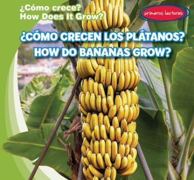 ¿Cómo Crecen Los Plátanos? / How Do Bananas Grow?