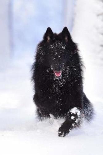 150 Page Lined Belgian Shepherd Running in the Snow Journal
