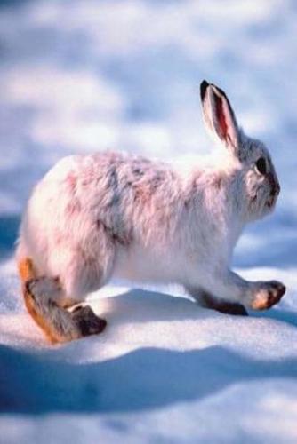 Journal White Hare Runs Through Winter Snow