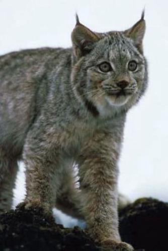 Journal Lynx Prowls in Snow