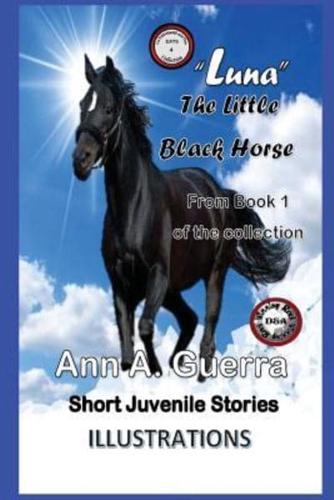 "Luna" The Little Black Horse