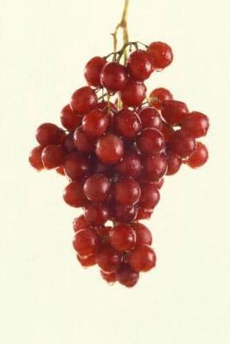 Food Journal Red Grapes Fresh Grapevine Weight Loss Diet Blank Recipe Book