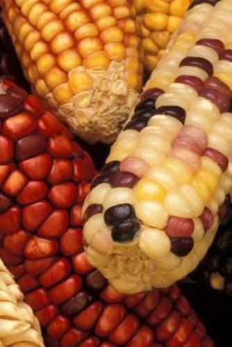 Food Journal Corn Ears Multicolored Healthy Weight Loss Diet Blank Recipe Book