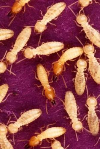 Insect Journal Termites Feed Entomology