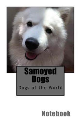 Samoyed Dogs