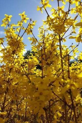 Journal Forsythia Bush Yellow Flowers Blue Sky