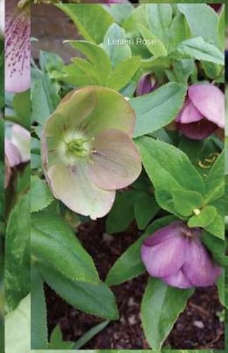 Lenten Rose