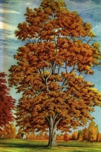 Journal Autumn Tree Fall Foliage Painting